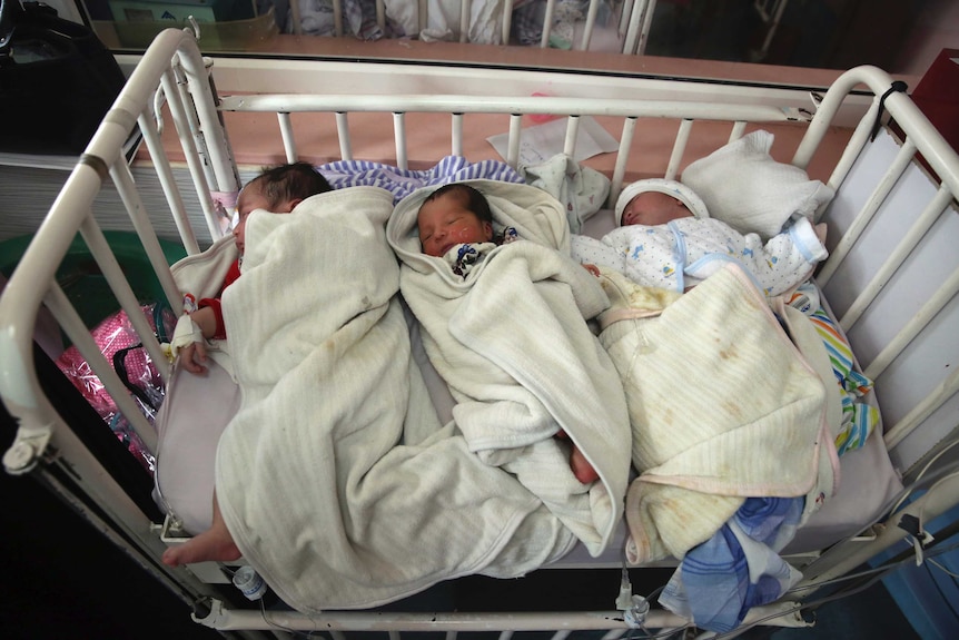 Three newborn babies lay wrapped in blankets in a hospital crib.