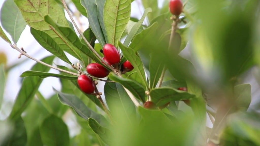 Little Red Surprises: An extraordinary berry with taste-altering ...