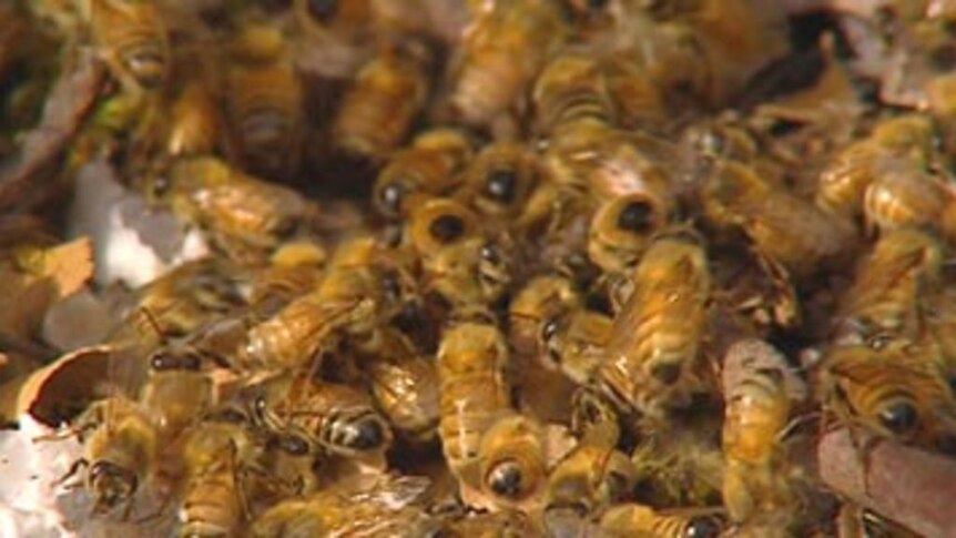 Fight to stop bee mite