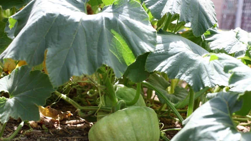 pumpkin patch