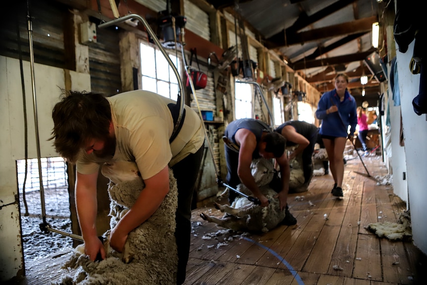 A row of men shearing sheep as a woman walks past carrying broom inside wooden shearing shed