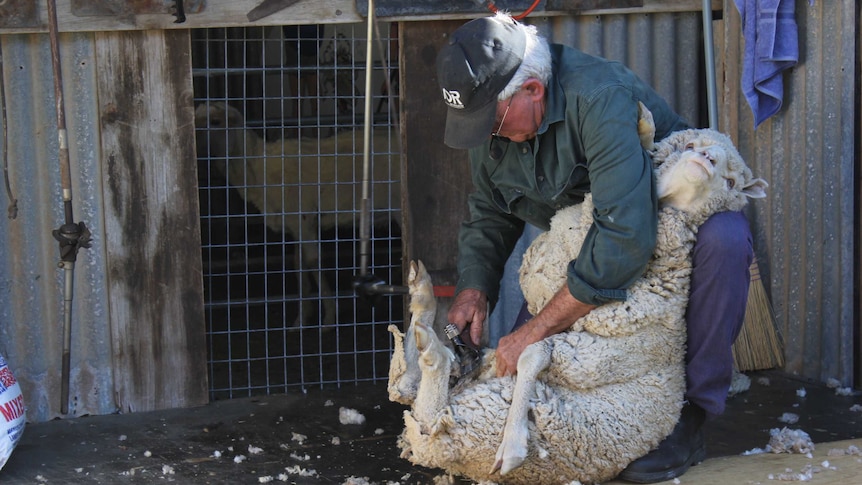 Warren Wall shearing a sheep