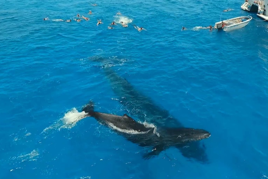 Mermaid Reef whales