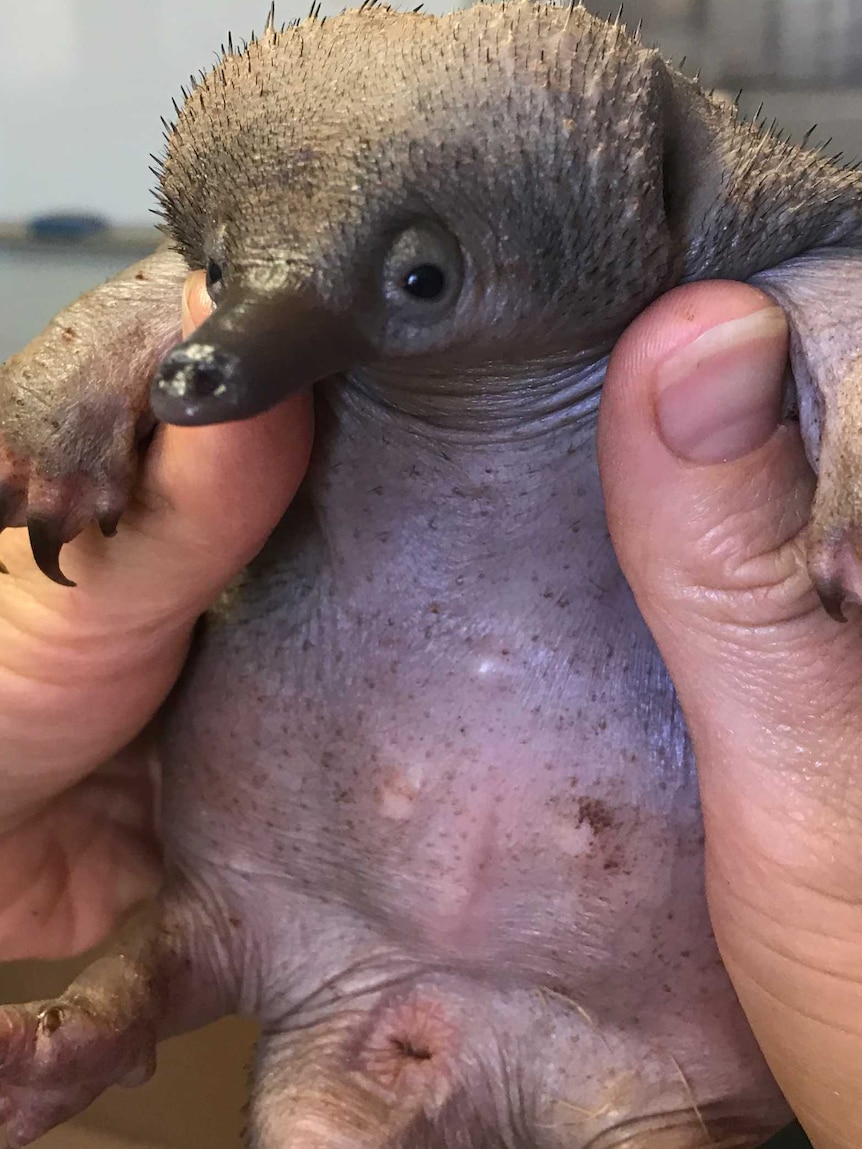 zoo keepers hold the baby echidna under its paws.
