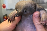 zoo keepers hold the baby echidna under its paws.