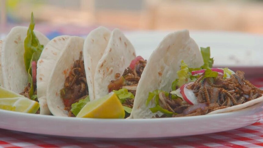 Tacos on a plate made with insects instead of meat