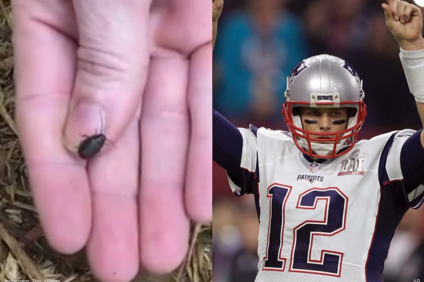 Composite image of a cockroach and Tom Brady