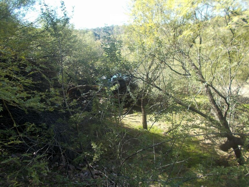 A glimpse of a car wreckage can be seen hidden among tree branches. The image was taken from uphill.