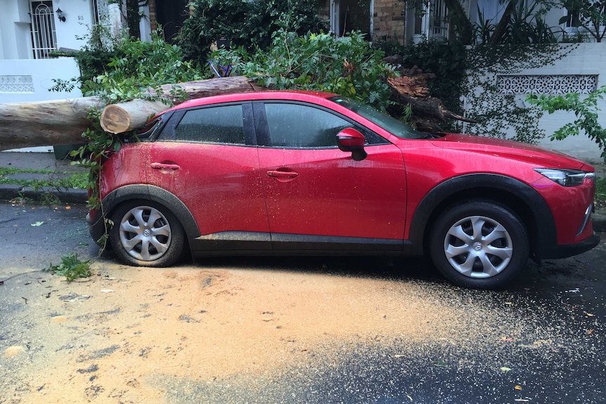 A car which has been crushed by a fallen tree in Sydney's inner west.