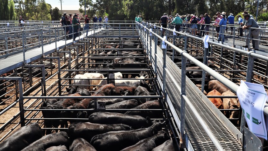 Sale yard shown with crowded pens, no shade.
