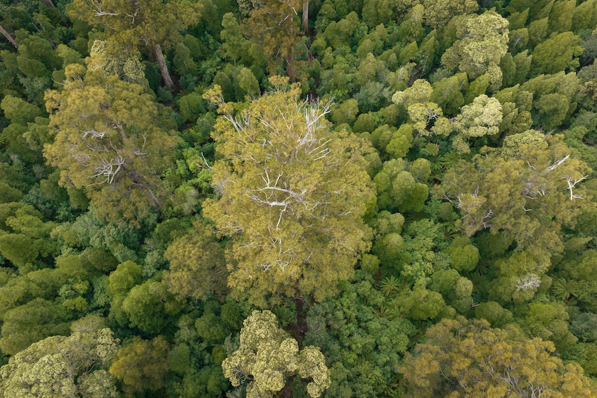 Aerial view of a very dense green forest in Tasmania, showing many tree crowns.