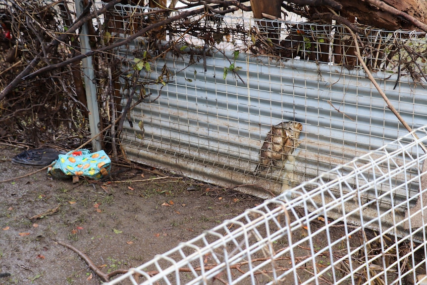 A fish caught between a fence