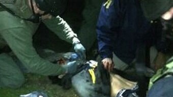 Dzhokhar Tsarnaev being arrested by police