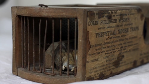An old wooden mouse trap containing a recently deceased mouse