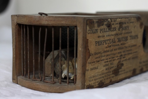 An old wooden mouse trap containing a recently deceased mouse