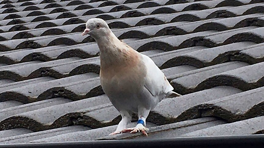 a pigeon on a roof top with a blue band around its left leg