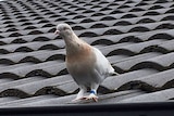 a pigeon on a roof top with a blue band around its left leg