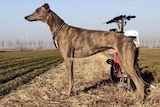 a greyhound standing in a field