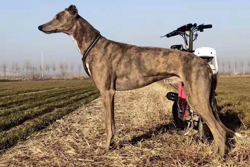 a greyhound standing in a field