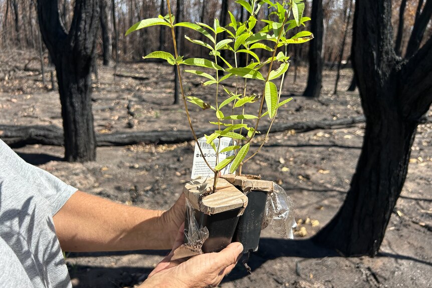 a hand holds two trees in tubestock in fornt of burnt bushland