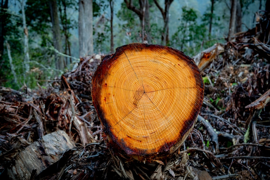 A close up view showing the orange tinted rings of a lopped tree. The log is on top of debris.