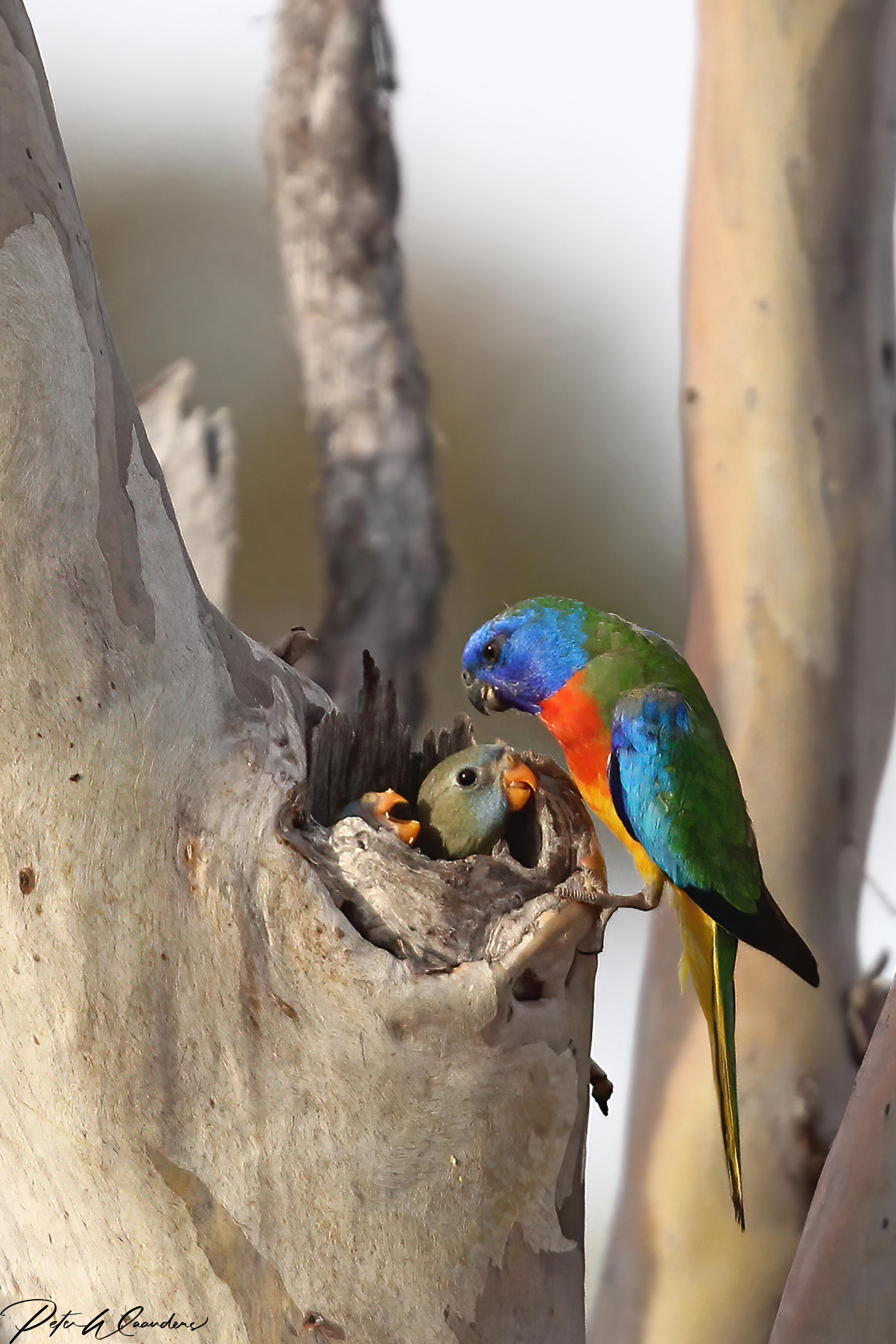 A blue, purple, green and red coloured bird feeding two baby birds, perched in a tree.