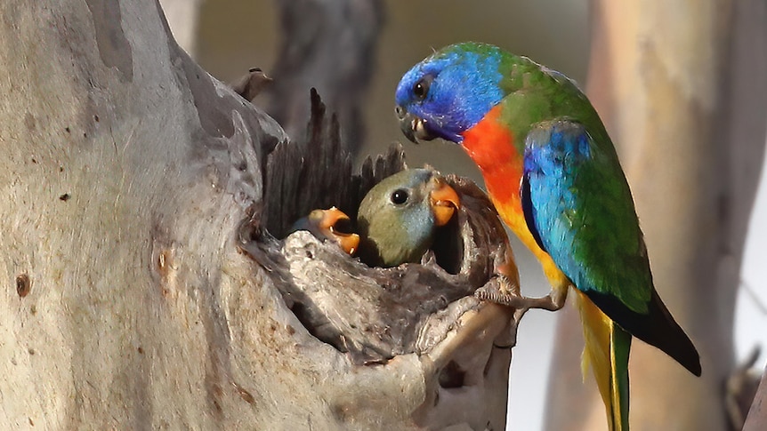 A blue, purple, green and red coloured bird feeding two baby birds, perched in a tree.