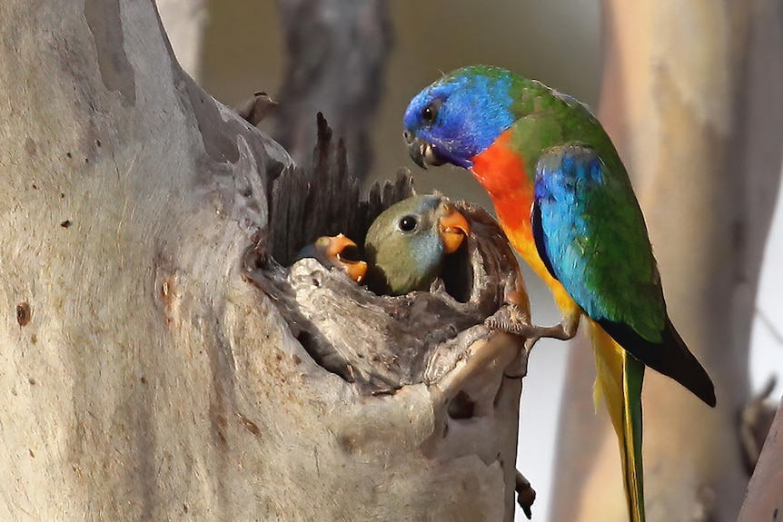 A blue, purple, green and red coloured bird feeding two baby birds, perched in a tree.