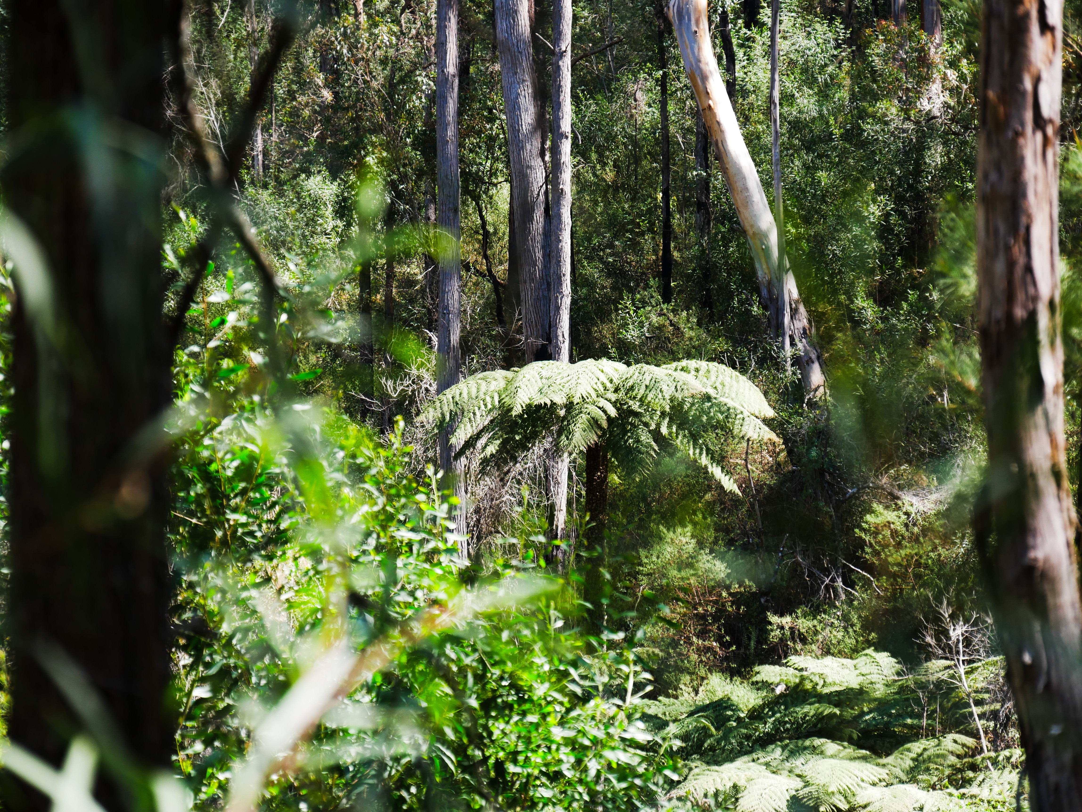 Biamanga Cultural Area ready to reopen after sacred Indigenous site