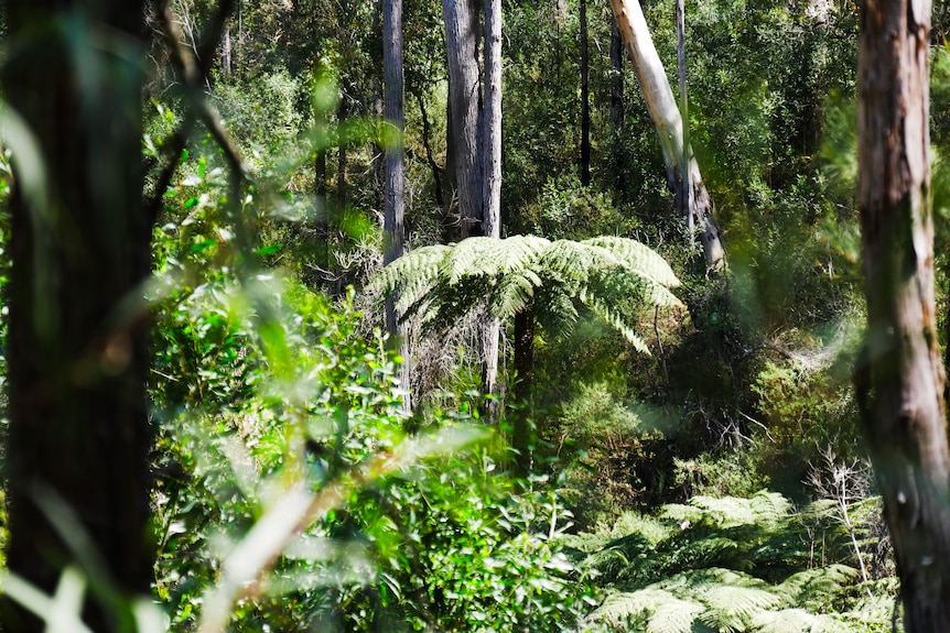 a tree fern in the distance of a national park, surrounding by burnt tree trunks and regrowth