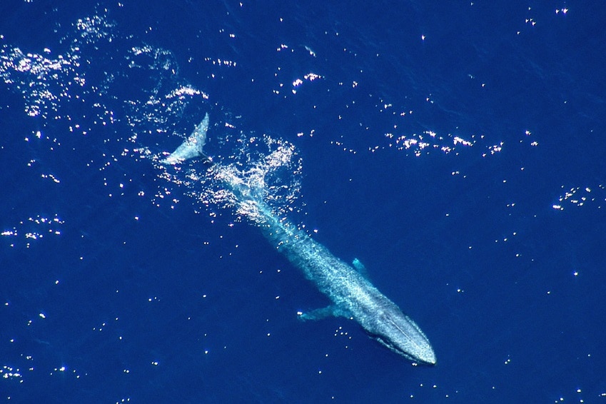 A long thin whale is seen just below the ocean's surface.