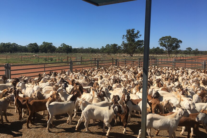 A yard full of goats.
