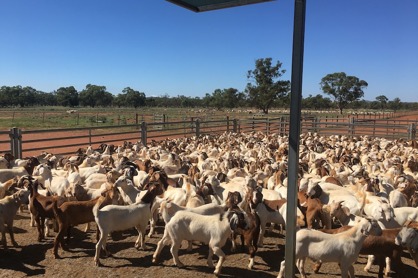 A yard full of goats.