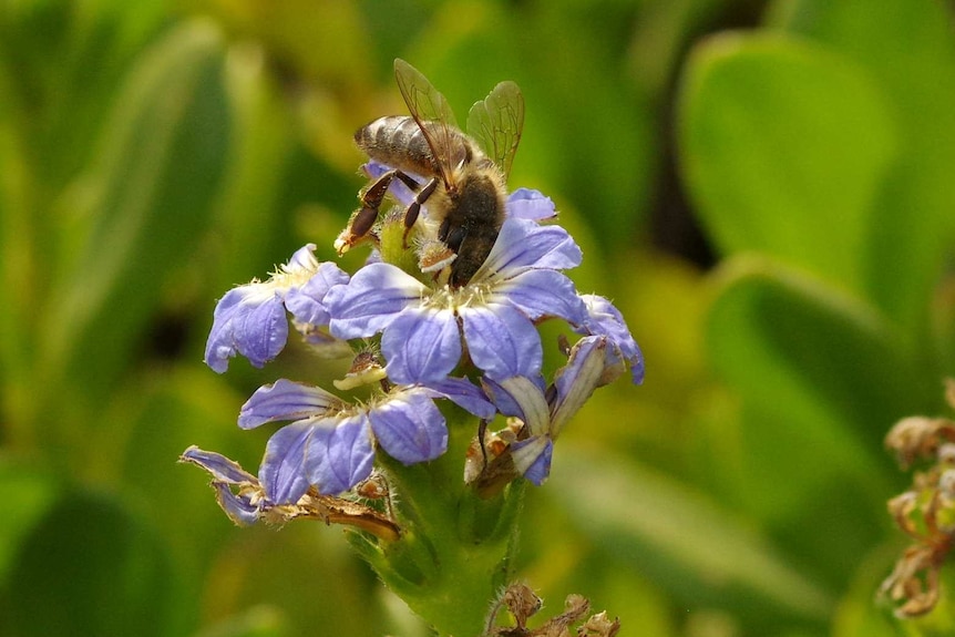 A bee hovers over a flower, collecting pollen.