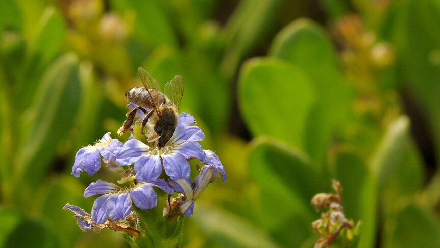 A bee hovers over a flower, collecting pollen.
