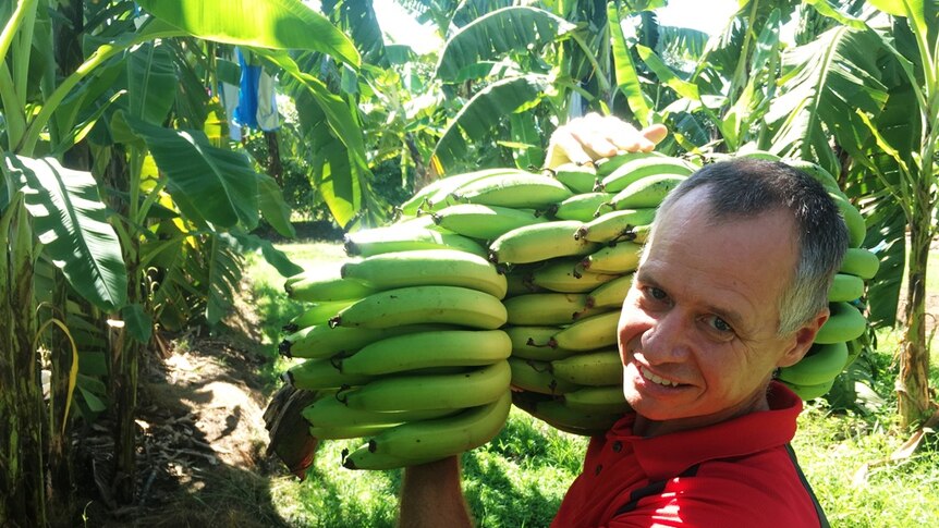 Banana researcher carries a large bunch of green bananas on his shoulder in a trial plot