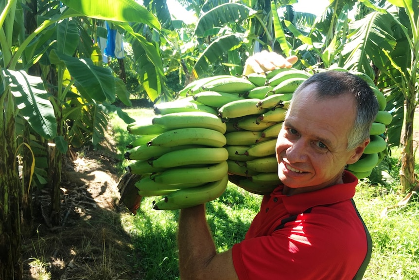 Banana researcher carries a large bunch of green bananas on his shoulder in a trial plot