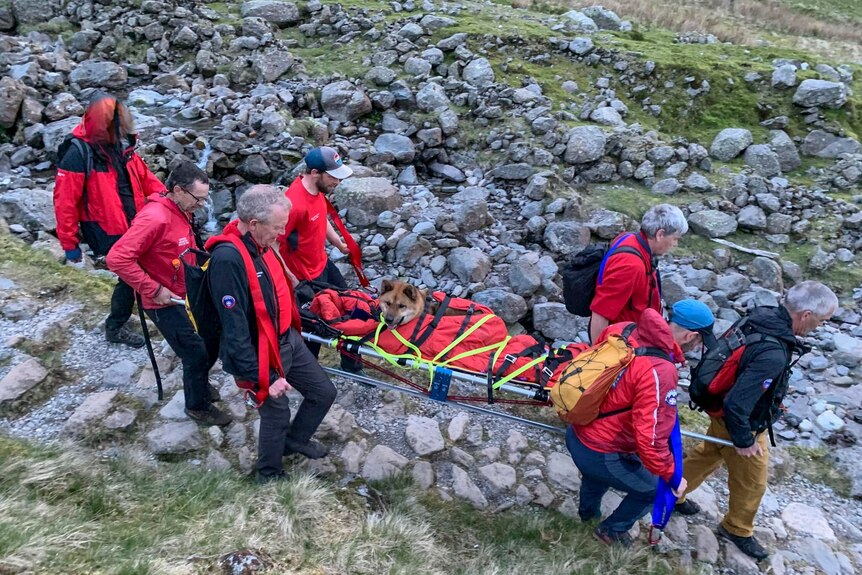 A dog is carried in a stretcher by seven rescue people