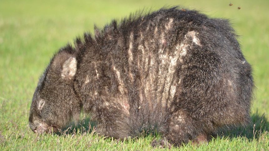 Wombat with mange