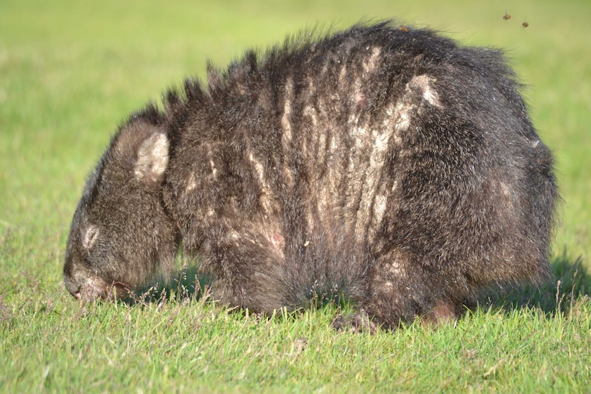 A side view of a mange-infected wombat with large areas of fur missing.