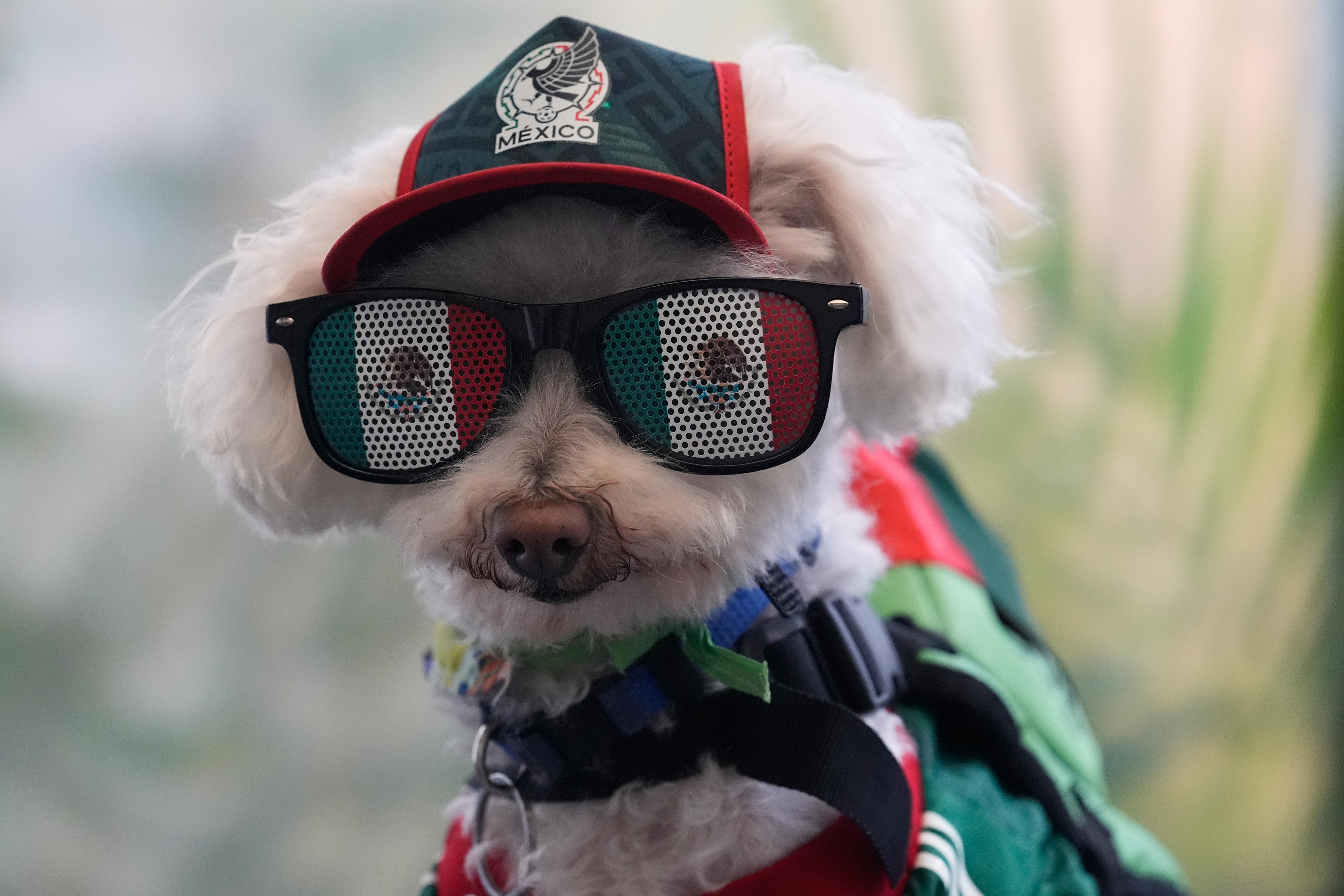 Osito the dog wears Mexico sunglasses