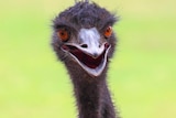 A leering, wild-eyed emu, seen from the neck up.