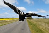 A swooping magpie on a rural road