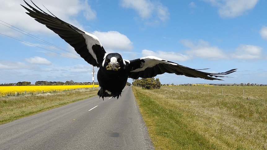 A swooping magpie on a rural road