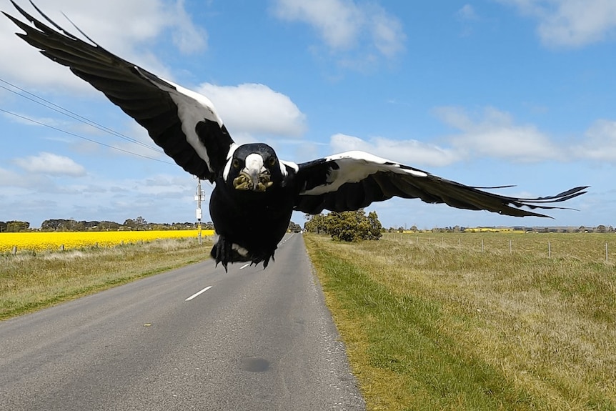 A swooping magpie on a rural road