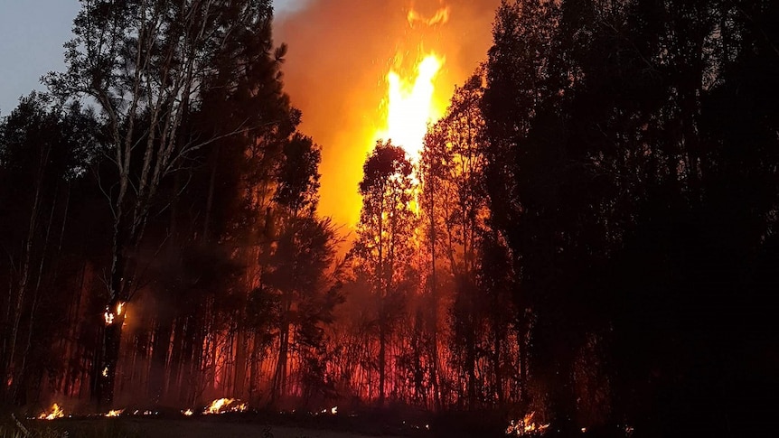 Large forest fire