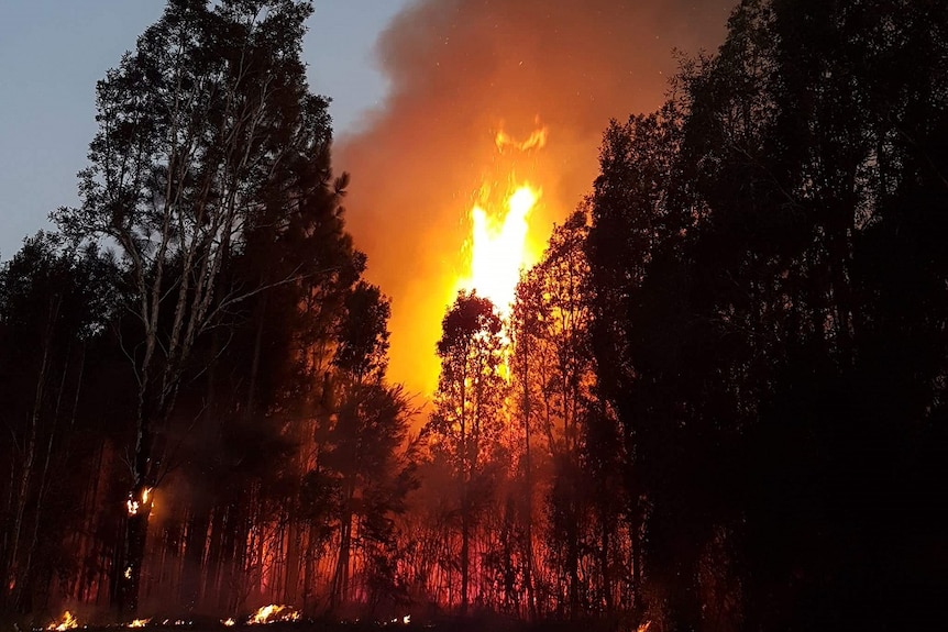 Large forest fire