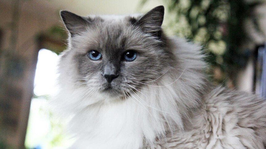 A large ragdoll cat