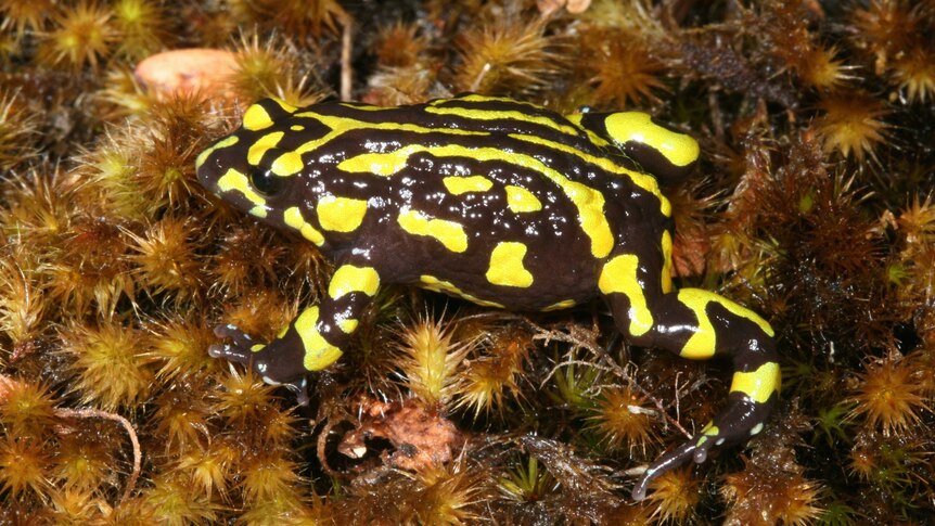 a black and yellow corroboree frog crawls across brown moss