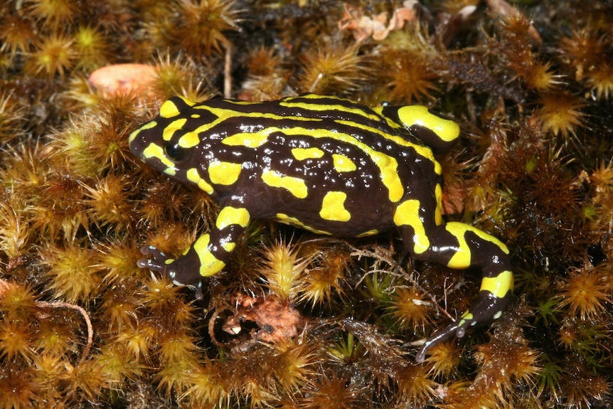 a black and yellow corroboree frog crawls across brown moss